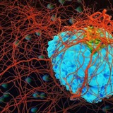 Telegram profile photo for Notes of Oncology & Hematology