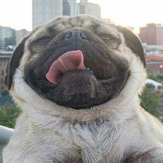 Telegram profile photo for Инфа о персе и итоги твк