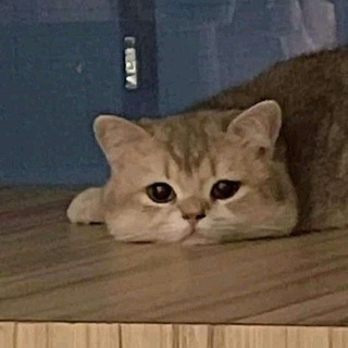 Telegram profile photo for ȷᥱᥣᥣі᥆ᥒ