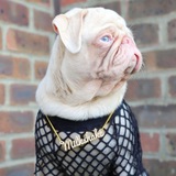 Telegram profile photo for Baby steps