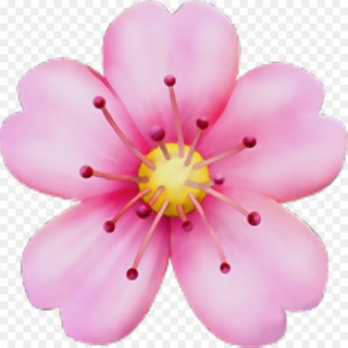 Telegram profile photo for Sakuraðžæš±è±ðžäŒé²äžå¿ 01