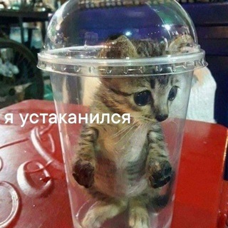 Telegram profile photo for Мемные коты и собаки