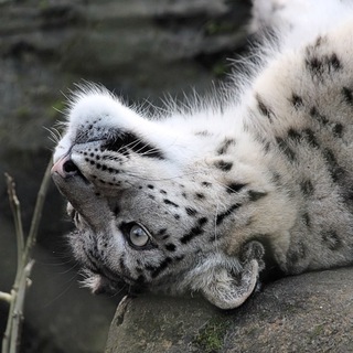Telegram profile photo for Hourly Sneps