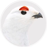Telegram profile photo for $AWEBO Portal
