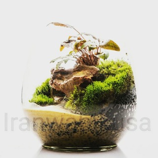 Telegram profile photo for Iranwabikusa / ایران وابیکوزا