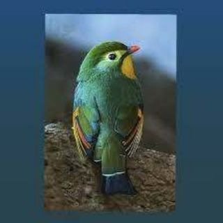 Telegram profile photo for Sh4hu EA