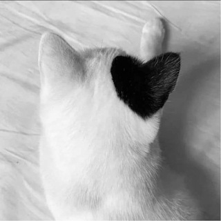 Telegram profile photo for ๐ฃฒ๐ซ๐๐๐๐๐ โ ๐ฎ๐๐๐๐๐๐ชฝ