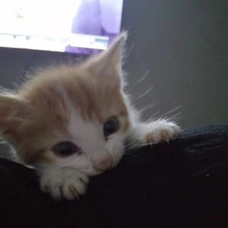 Telegram profile photo for мурчалки