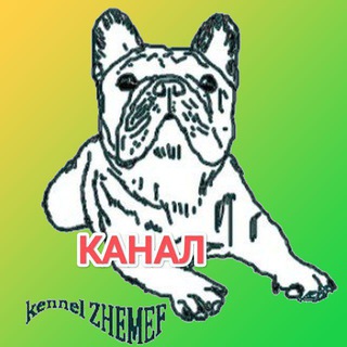 Telegram profile photo for французские бульдоги. ЖЕМЕФ в телеграмм❤️