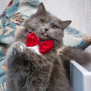 Telegram profile photo for Министр всех дел