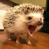 Telegram profile photo for Дупло злобного ежа 🤬🦔🇮🇱 (Хая Двора Шарон)