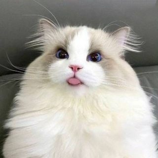 Telegram profile photo for Ragdoll