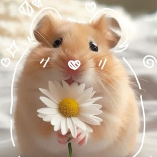Telegram profile photo for ✧˚ ༘ ʙɪʜᴀʜ’ꜱ ꜱᴛᴏʀᴇ 🐹 ⋆。˚