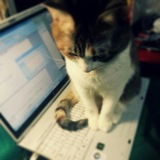 Telegram profile photo for Downloader bot news