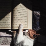 Telegram profile photo for القارئ عمر بن ضياء الدين