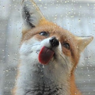 Telegram profile photo for HourlyFoxes