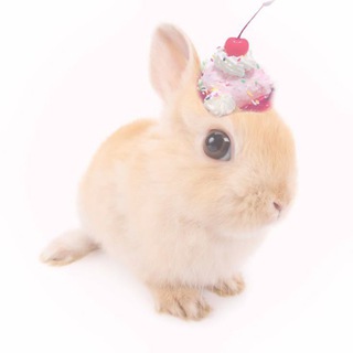 Telegram profile photo for Кролопостинг 🤍