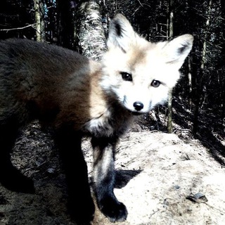 Telegram profile photo for lissunya -
