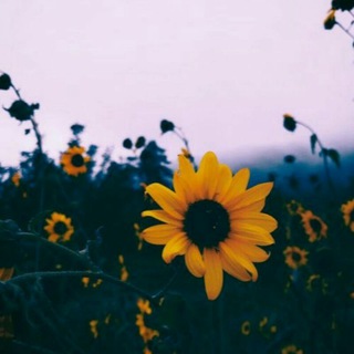 Telegram profile photo for ديني.