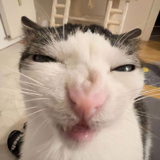 Telegram profile photo for Жирналист (треш+кринж)