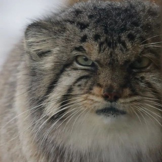 Telegram profile photo for Manul Edits