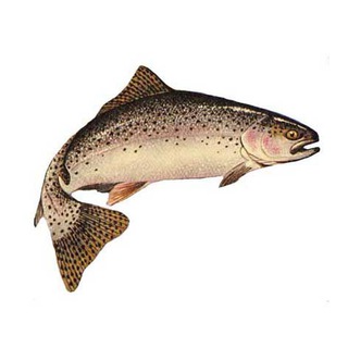 Telegram profile photo for 🐡 پرورش ماهی 🐡