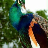 Telegram profile photo for نووسراوەکانی دڵ ( دل نوشتەها )