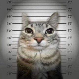 Telegram group profile photo for Chat Tori