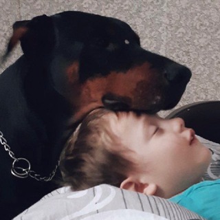 Telegram profile photo for Верный друг🐶🐱🐰🐭🐹🐢🐍🕊️ найди его!