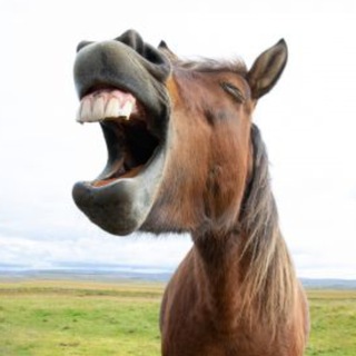 Telegram profile photo for #memes #jokes