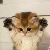 Telegram profile photo for Мягкие Котямбусы