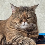 Telegram profile photo for Медвежий угол