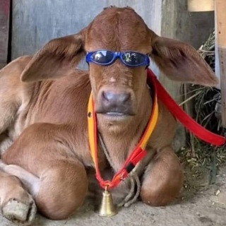 Telegram profile photo for Ꮙ٥ṧ✟ǾℜᏩ.ÑợฬᎯᎽ
