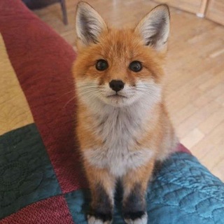 Telegram profile photo for i¹³