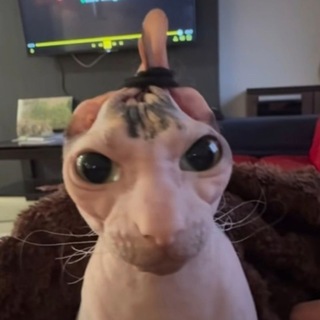 Telegram profile photo for Aza