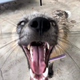 Telegram profile photo for Geronimo.rofl