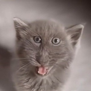 Telegram profile photo for мили кот