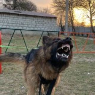 Telegram profile photo for Позывной "Медведь" 🧸