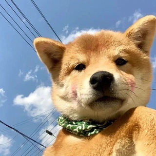 Telegram profile photo for 曹老板收粉频道