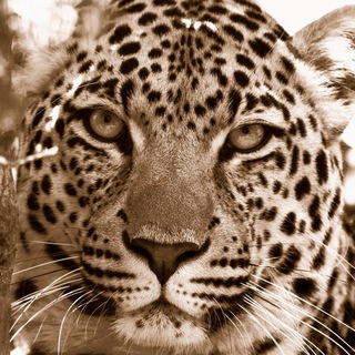 Telegram profile photo for Канал ⛩ PETS 🐈 ЖИВОТНЫЕ 🐒