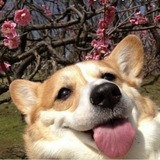 Telegram profile photo for Реклама
