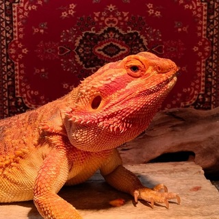 Telegram profile photo for Агамовые дела 🐲