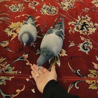 Telegram profile photo for ѕαɾαᏂ | سَـارا