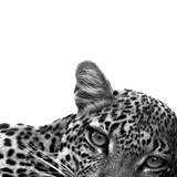 Telegram profile photo for archive.