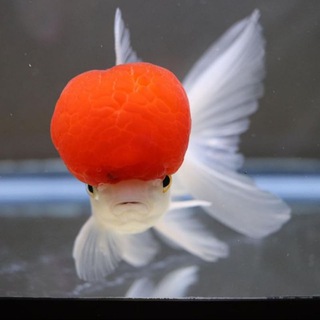 Telegram profile photo for GOLDFISH UZ ORANDA Koya🐠