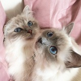 Telegram profile photo for CUSTOMIZE MENU.