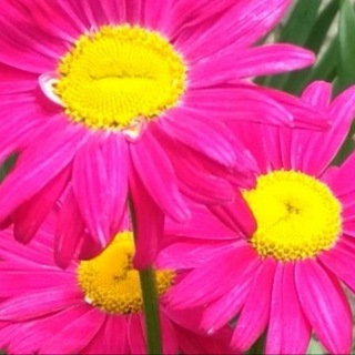 Telegram profile photo for Цветы Мелитополь 🌺🏵️🌼