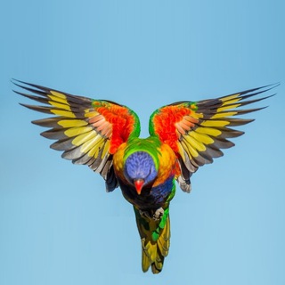 Telegram profile photo for Voluntarily