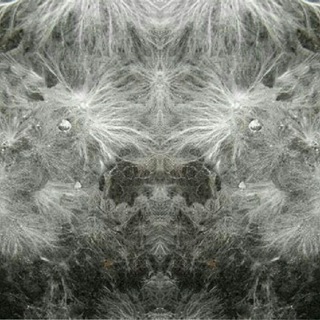 Telegram profile photo for Mycelium