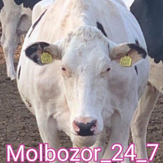 Telegram group profile photo for Molbozoruz gruppa